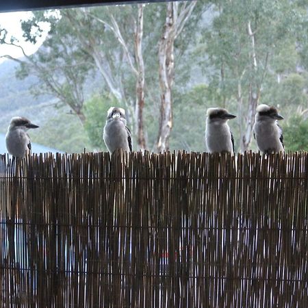 Kookaburra Motor Lodge Холс Гап Екстериор снимка