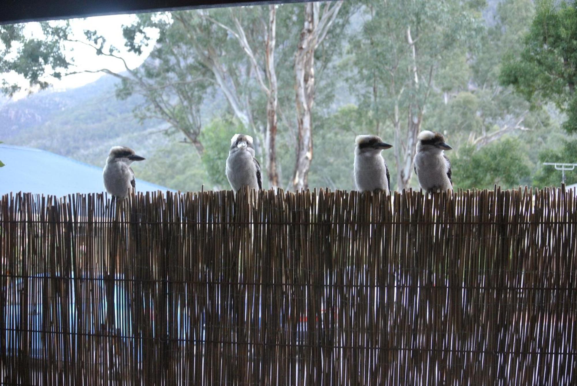 Kookaburra Motor Lodge Холс Гап Екстериор снимка